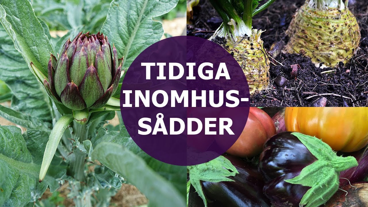 Saras tips: Grönsaker att så inomhus i januari