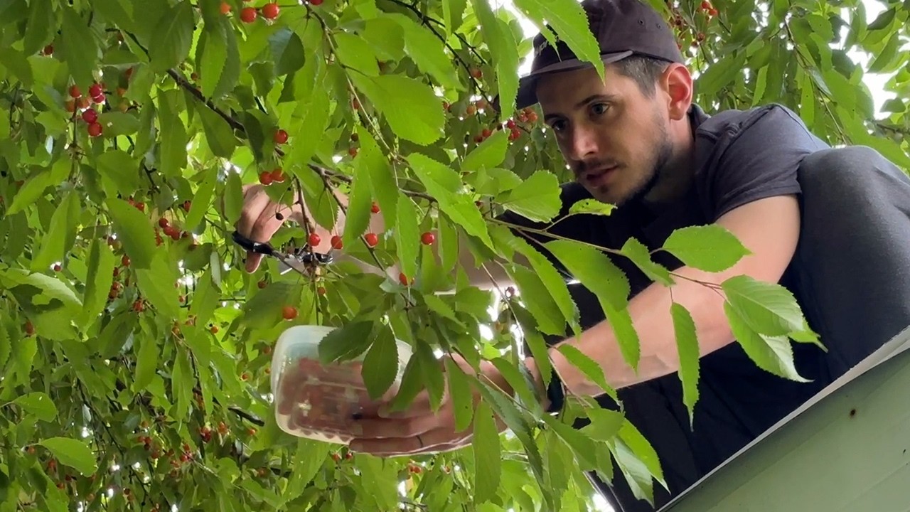 How to Harvest Cherries