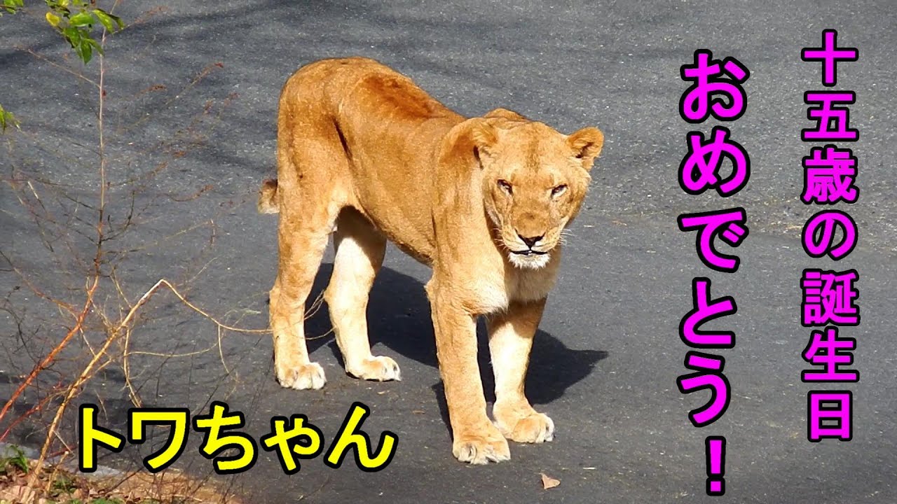 トワちゃん、トモ、トウヤ、１５歳の誕生日おめでとう！　Happy 15th birthday, Towa,Tomo,Touya!　Lion(ライオン) 　多摩動物公園