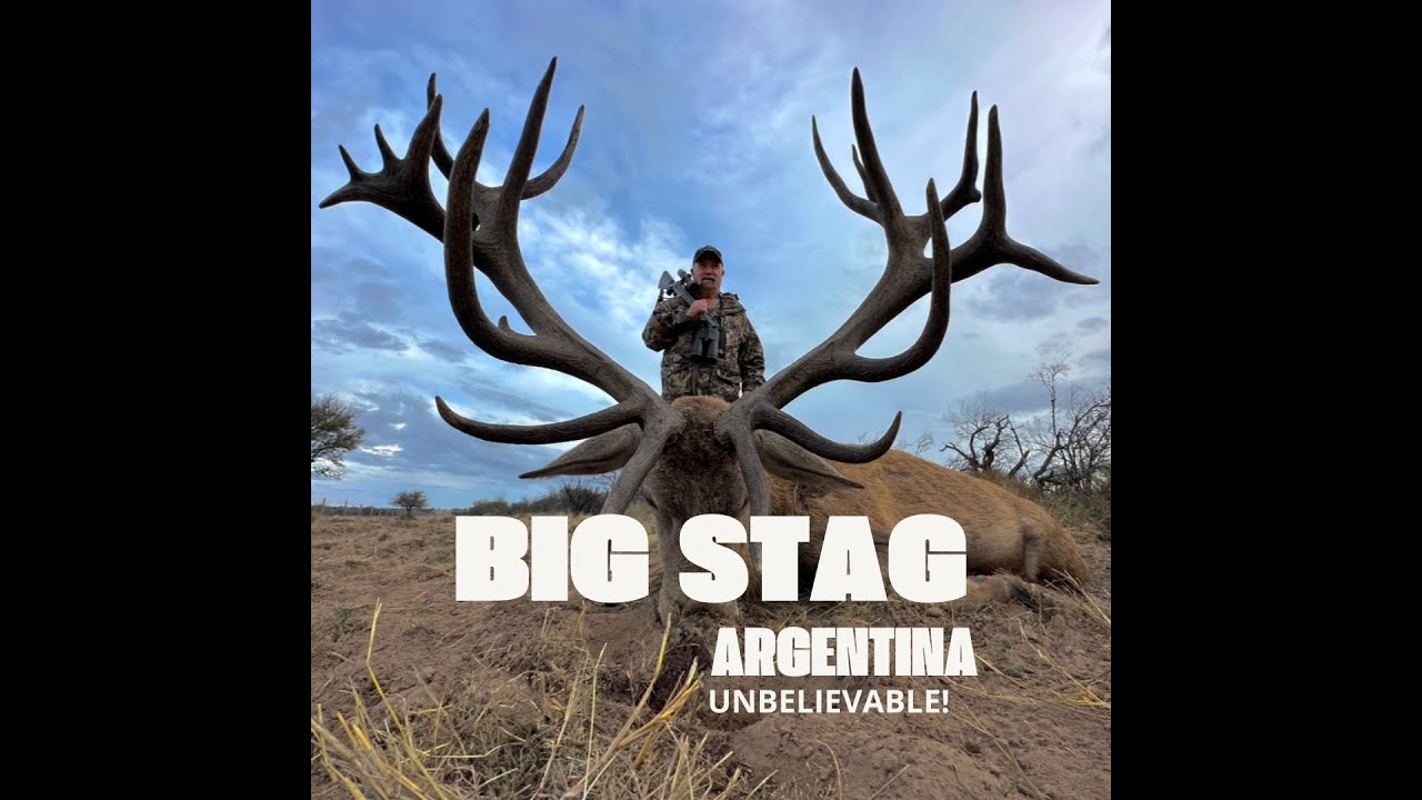 Red stag - Hunting in Argentina