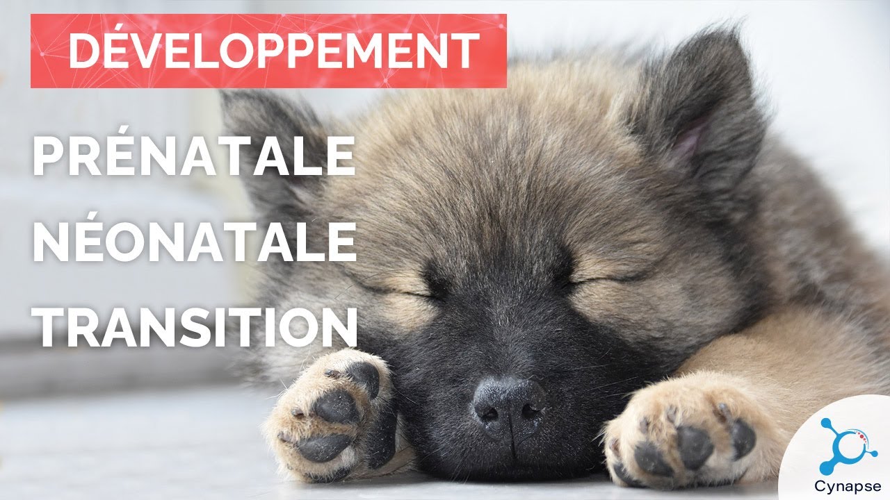 Prénatale | Néonatale | Transition - DÉVELOPPEMENT