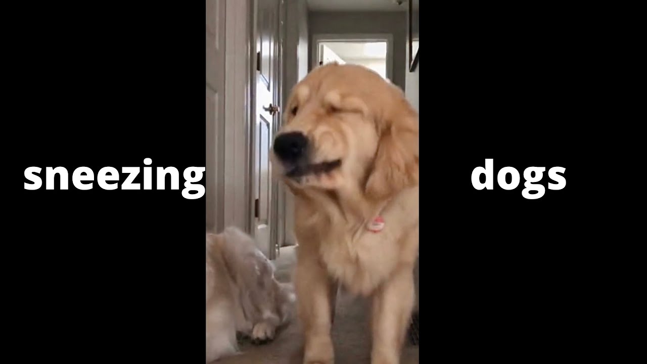 Funny Dogs Sneezing! Tiktok Compilation (2022)!