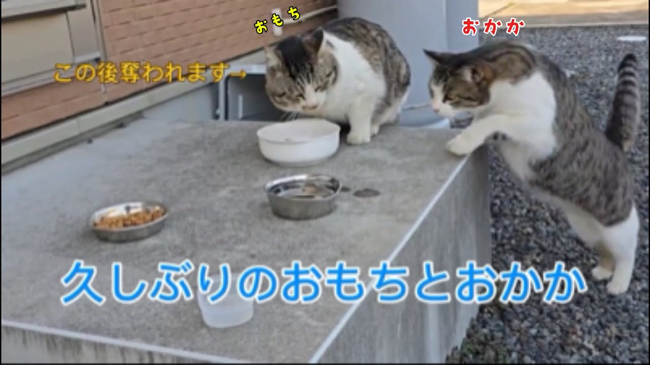 【奪われます】おもちとおかかの食べログ😋