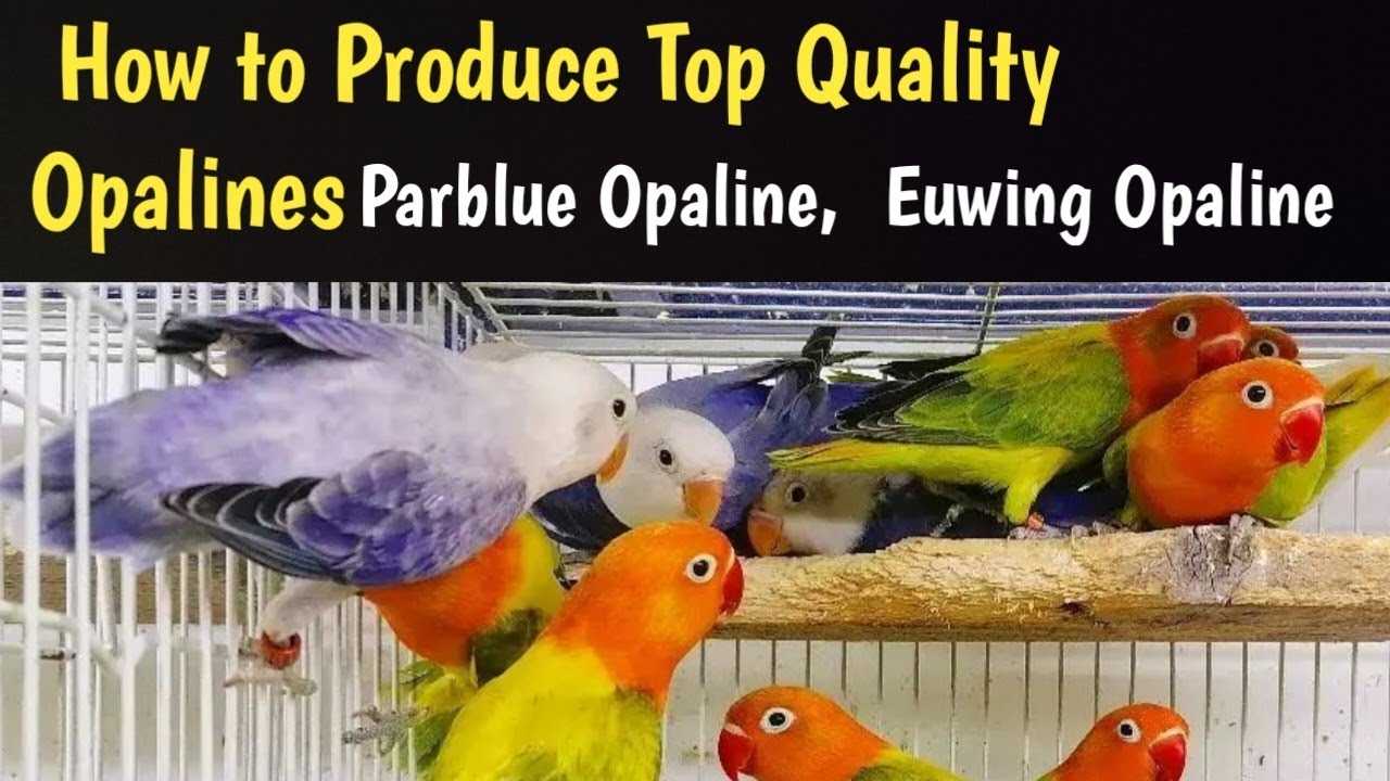 How to Produce Top Quality Opaline Fischer African Love Birds