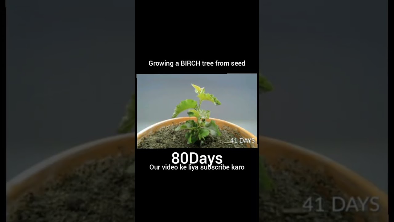 Growing a BIRCH tree from seed #fact