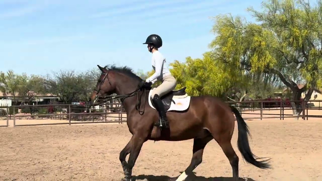 Stanford Red Barn Camp Application Video- Course and Flat Work- Carson Hannah