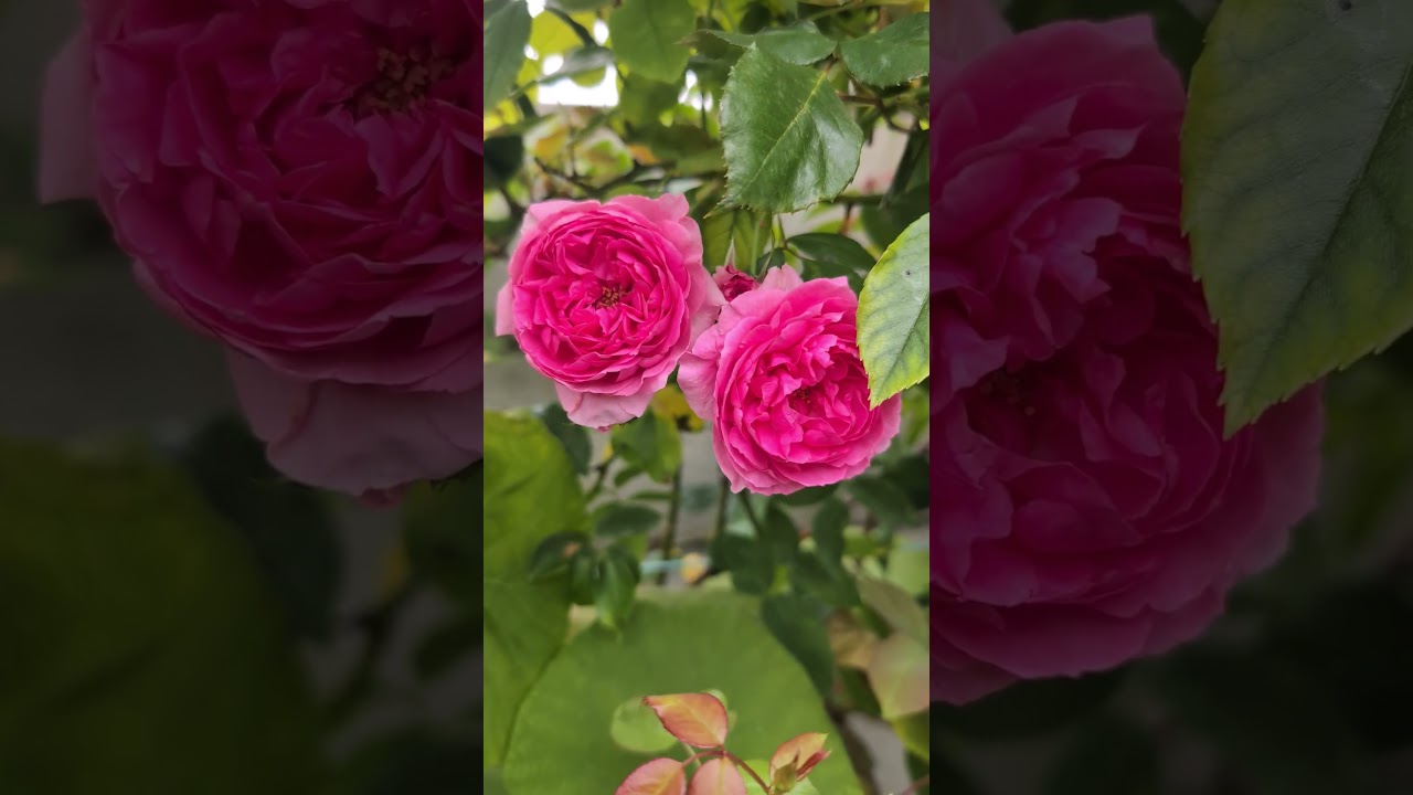 Meet the New Star of Our Garden! 🌟🌹 #GardenStar #RoseCollection #FloralFantasy #NatureCrush #rose