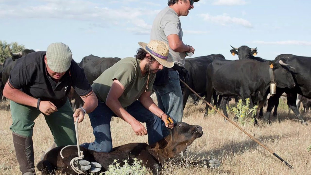 Transhumance A 300 Km journey