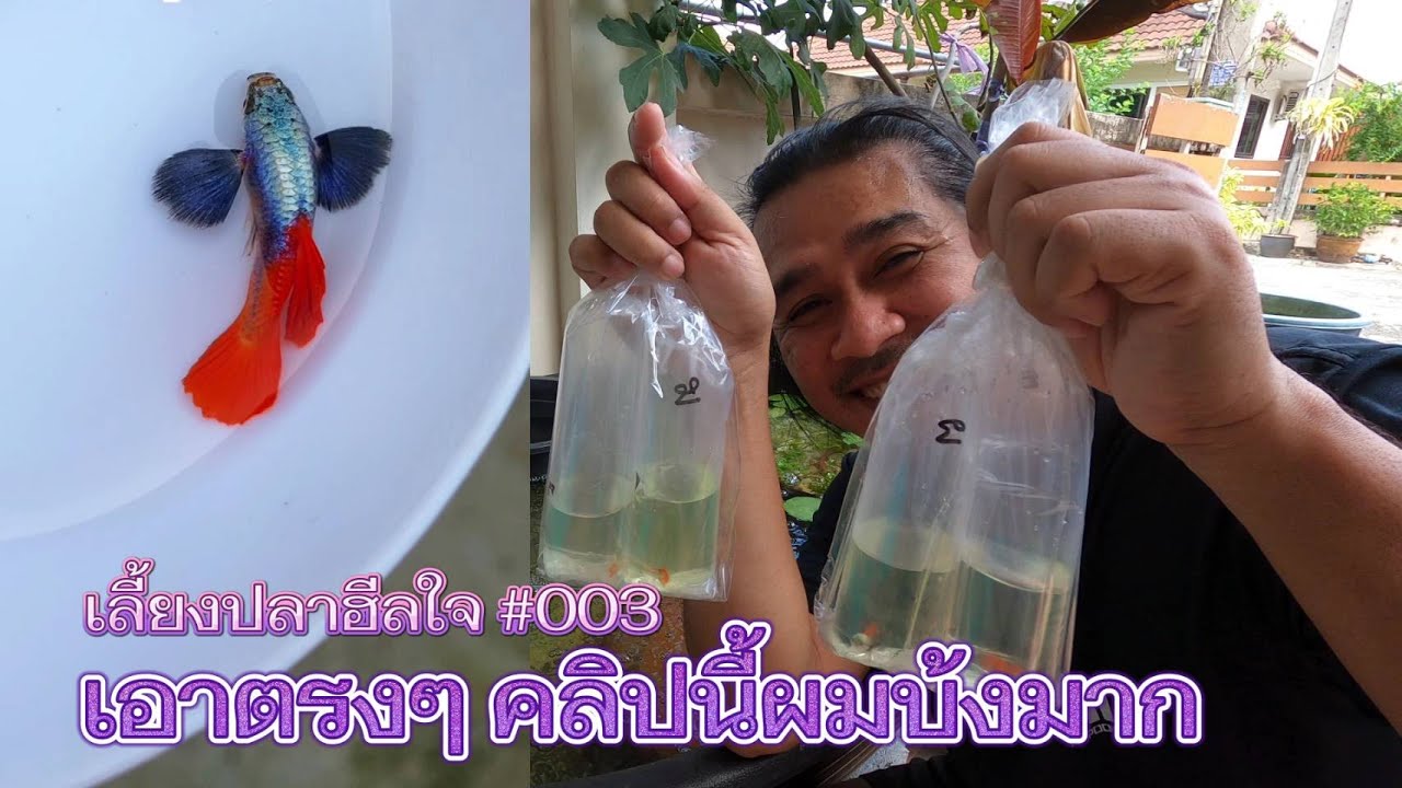 ปลาหูช้างเรดเทล Dumbo ear red tail guppy : บ้านสวนวาสนาดี EP.75