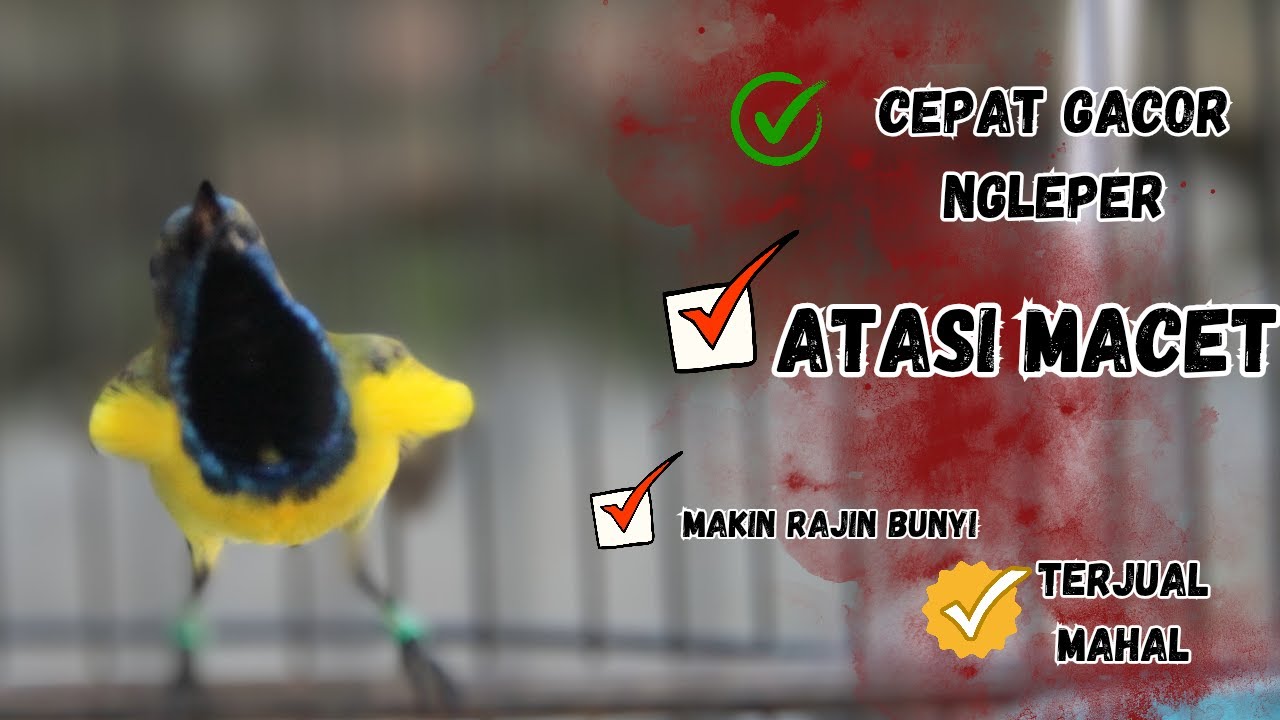 PANCINGAN SOGON GACOR ATASI SOGON TROTOL MACET LANGSUNG BUNYI PAGI SIANG MALAM part 142