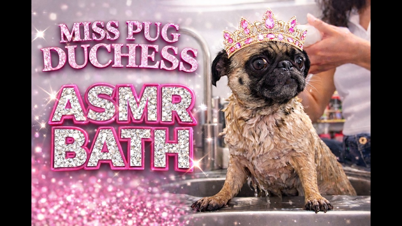 MISS PUG DUCHESS NEEDS A BATH👑🐾 🛁 | PUG BATH TIME ASMR