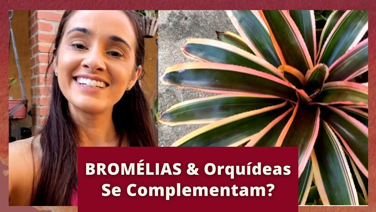 Bromélias e Orquídeas (Dupla Perfeita)