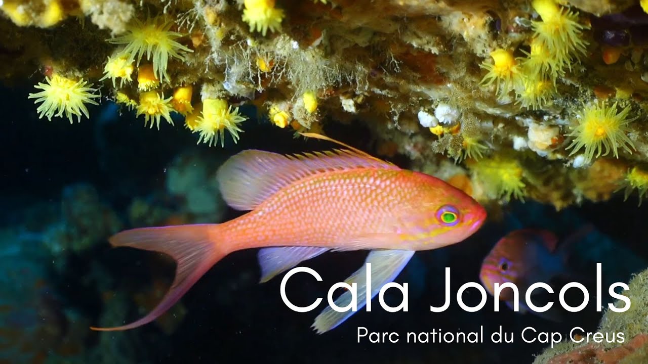 Plongée dans la réserve naturelle du Cap Creus - Espagne - Cala Joncols