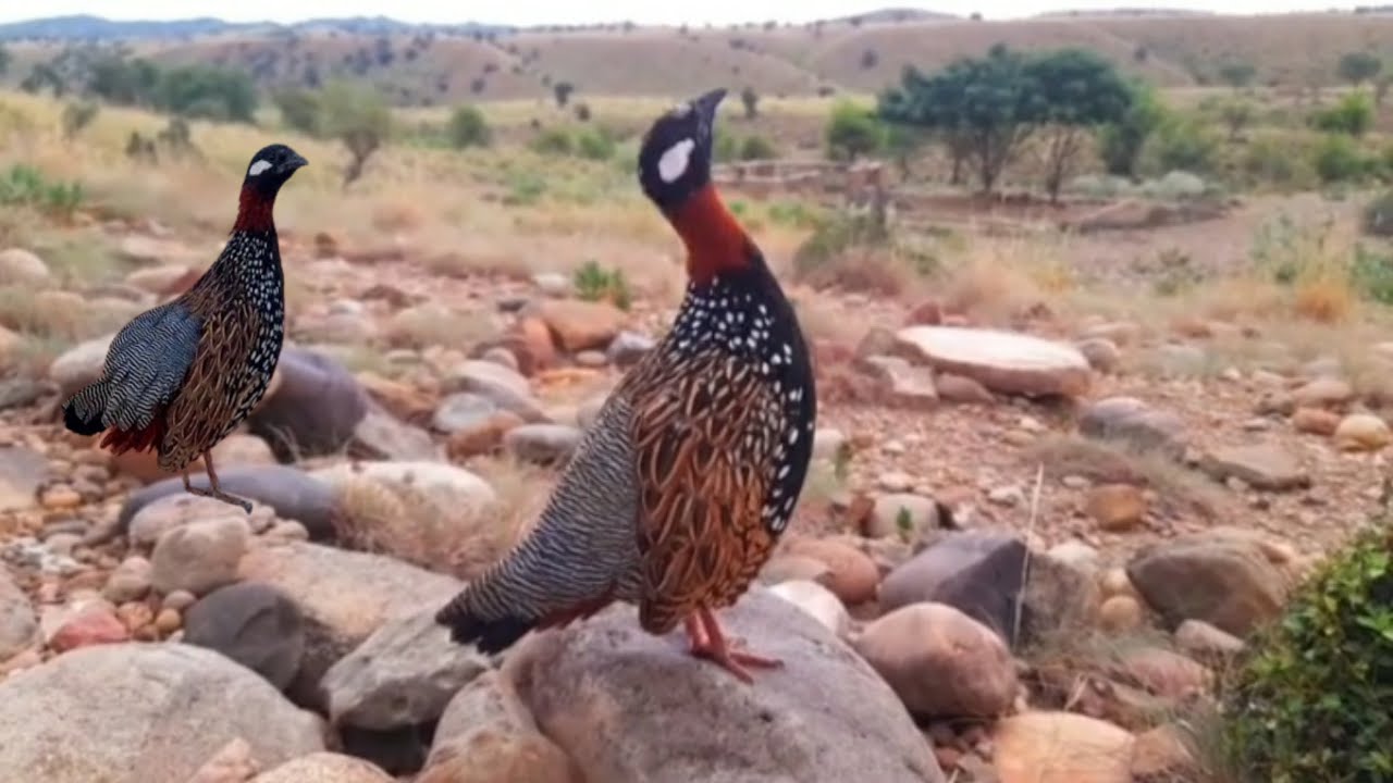 Kala Teetar Madi Ki Awaz | Balck Francolin Voice | Kala Teetar | Kali Madi Ki Awaz | Jungali Teetar