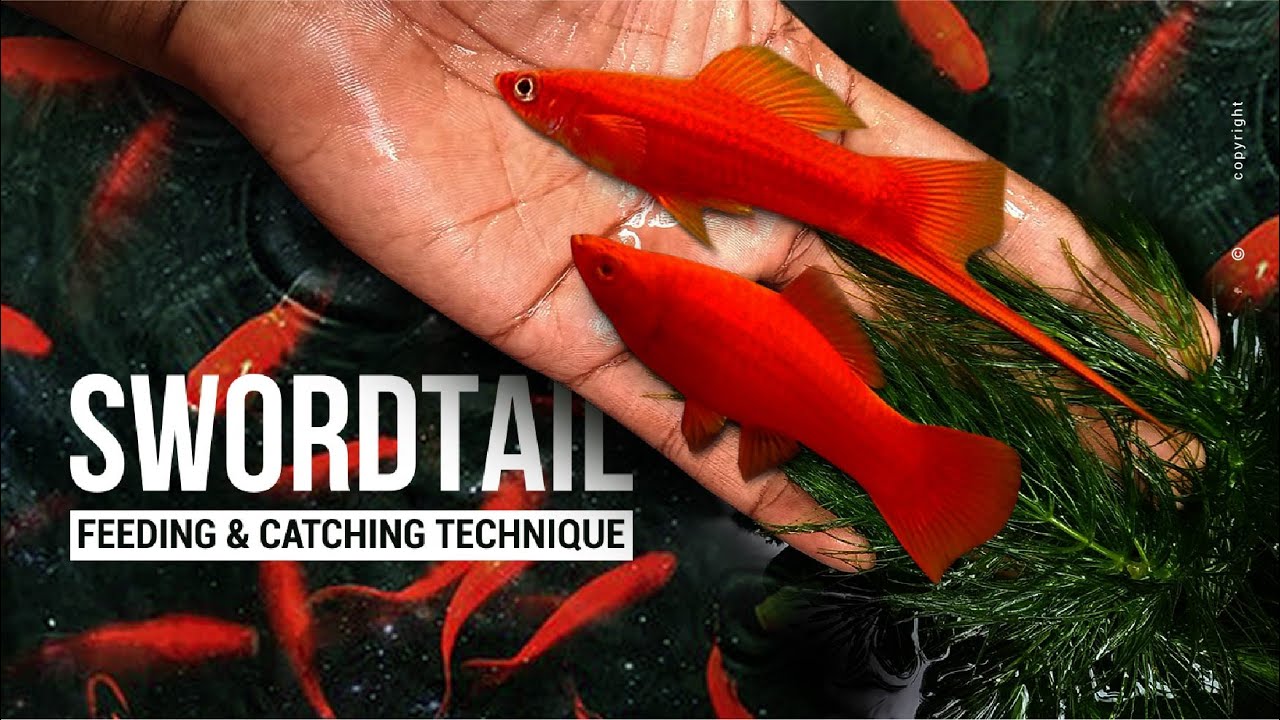 Swordtail Fish | Feeding & Catching Technique | 8 Months Update