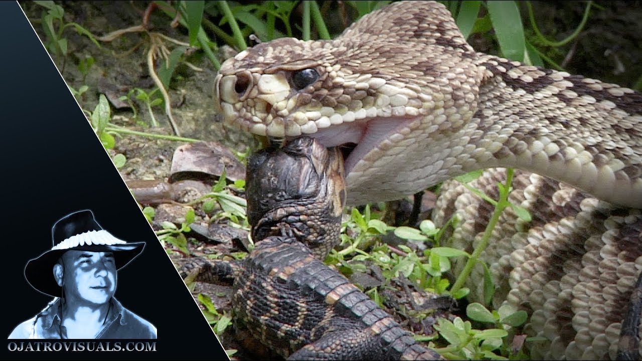 Rattlesnake Eats Alligator 01 Footage