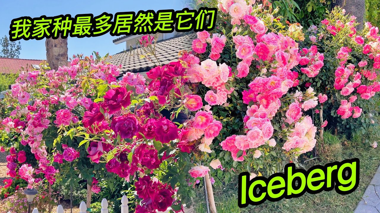园艺篇383老何种最多的品种！冰山iceberg！新冰山英文名Regensberg