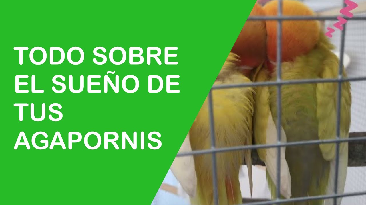 Agapornis y sueño