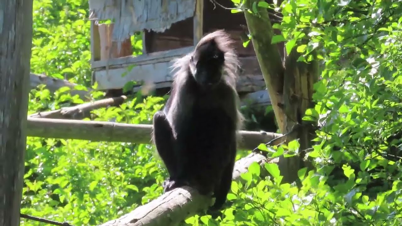 Grey cheeked mangabeys at Fota Wildlife Park