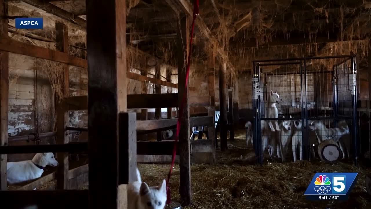 55 huskies removed from unsanitary and overcrowded conditions in Lamoille County