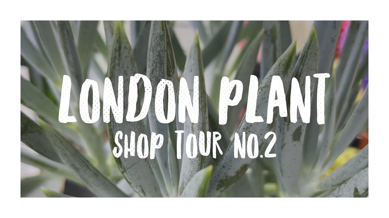 London Plant Shop Tour No.2