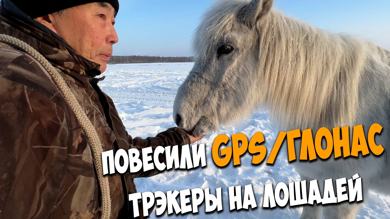 Повесили спутниковые трекеры на лошадей от компании 