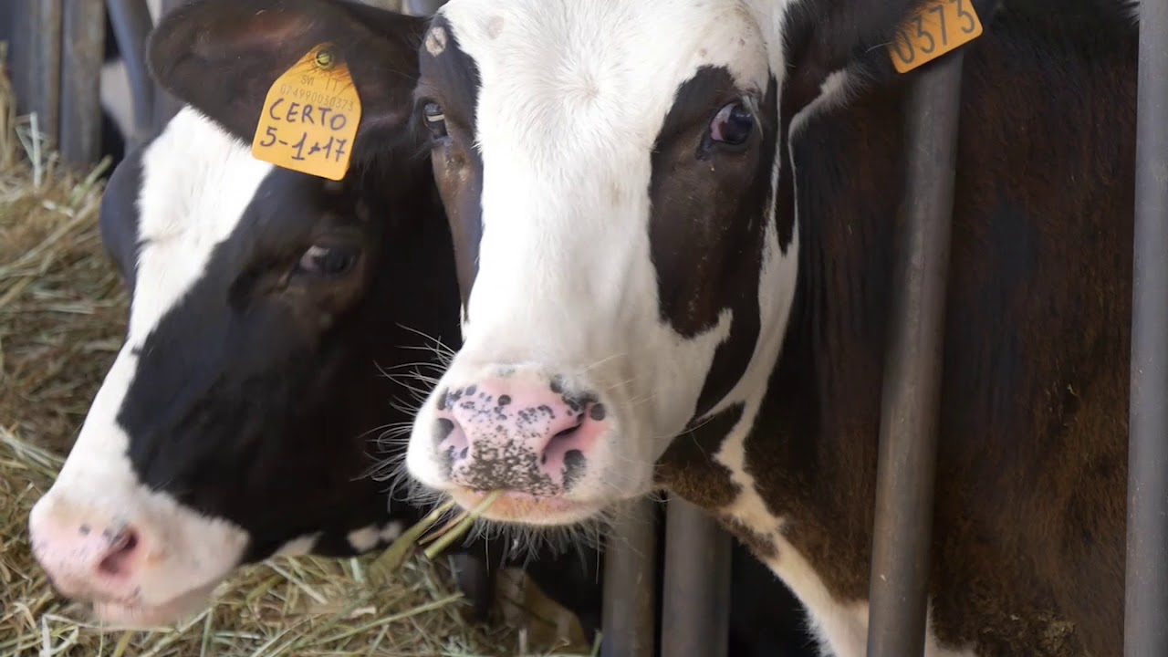 The Doc Farm -  Pezzaviva Video Completo