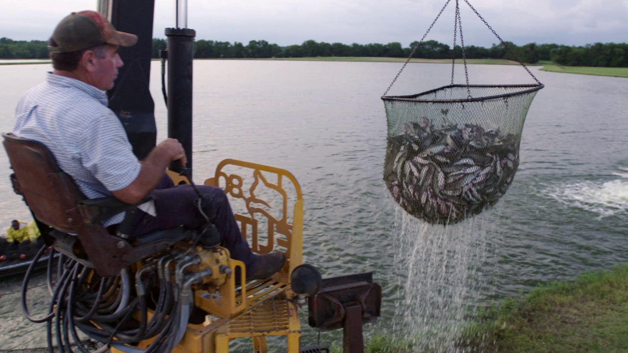 Farming Feeds Alabama - Catfish