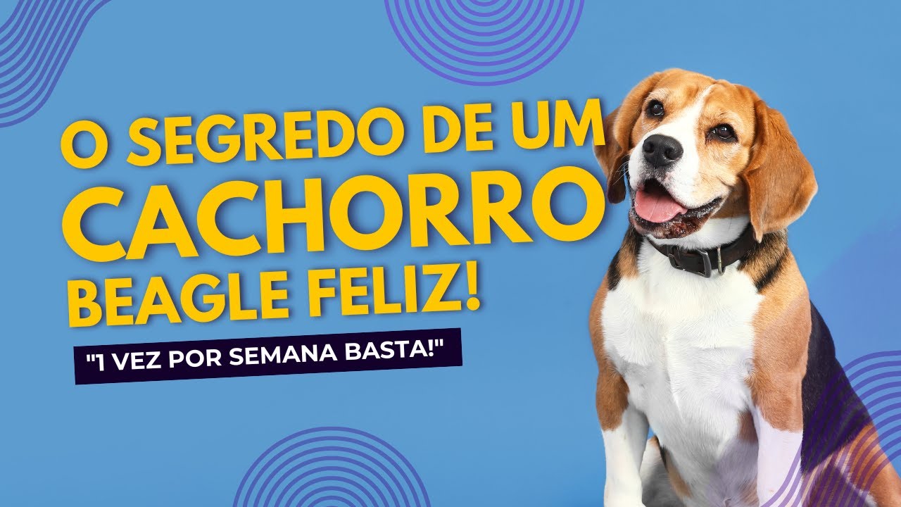 🐾 A IMPORTÂNCIA DA SOCIALIZAÇÃO DO SEU CÃO (PELO MENOS 1 VEZ POR SEMANA!)