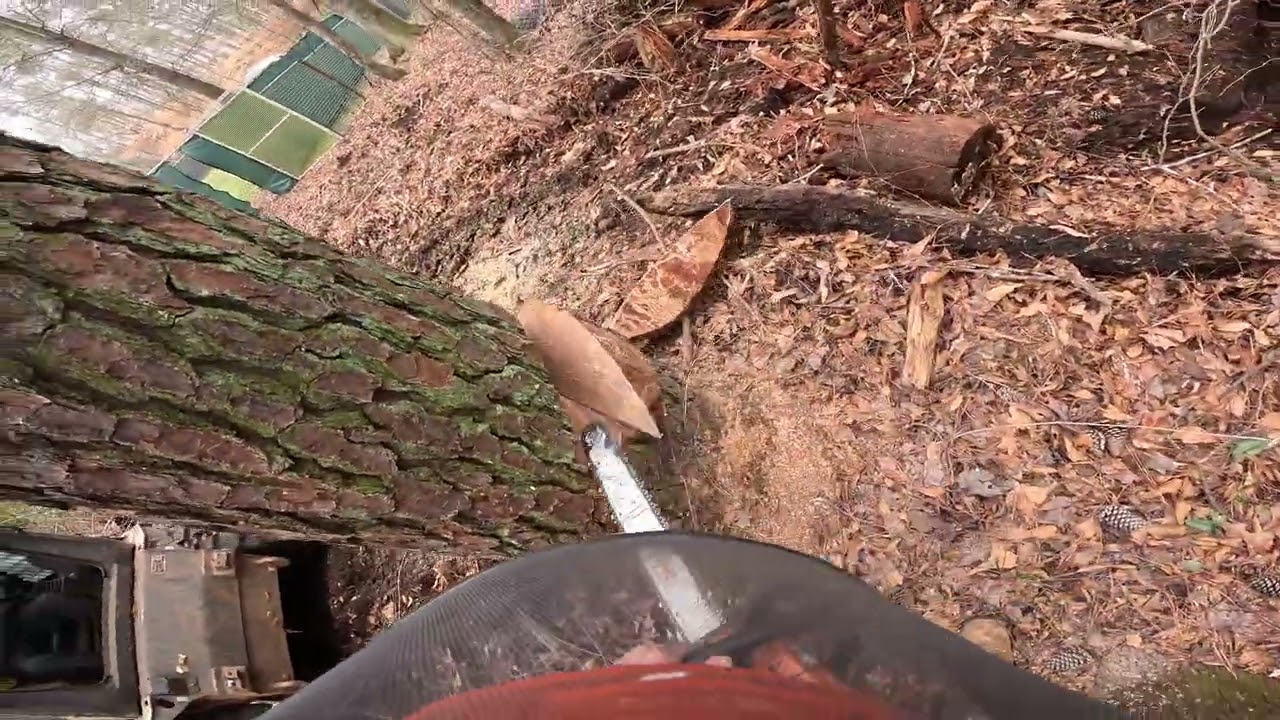 REMOVING MULTIPLE TREES IN THE CUSTOMERS YARD
