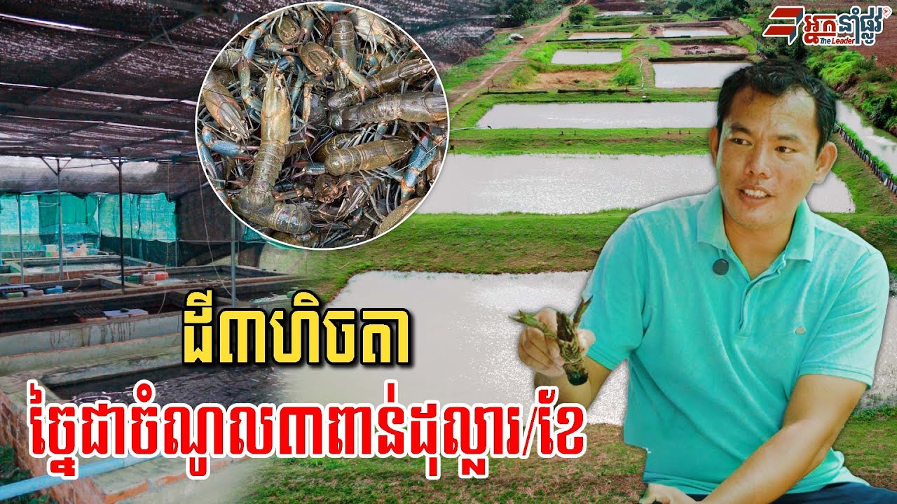 ខាតពេល២ឆ្នាំចិញ្ចឹមបង្កង តែឥឡូវចិញ្ចឹមបានហើយលក់មិនទាន់អ្នកទិញក្នុងទីផ្សារ