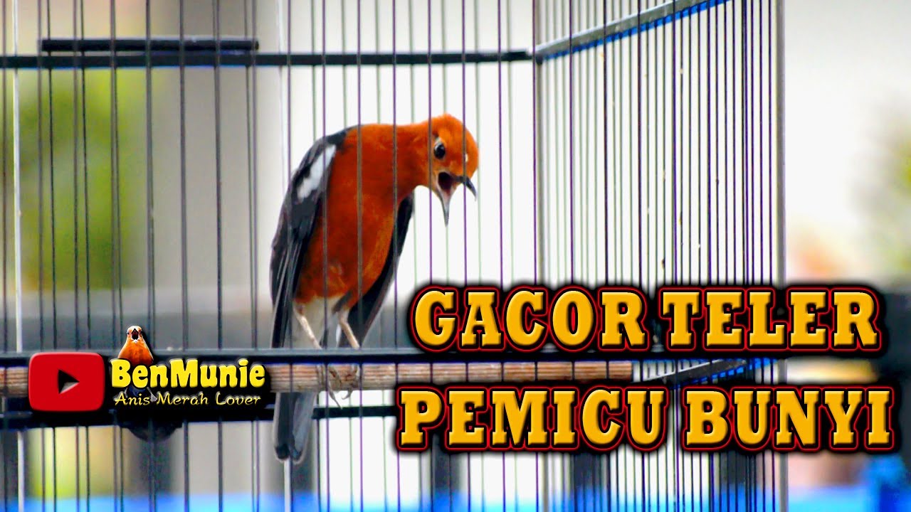 ANIS MERAH GACOR TELER MAMPU BUAT ANIS MERAHMU CEPAT GACOR, PANCINGAN ANIS MERAH TELER