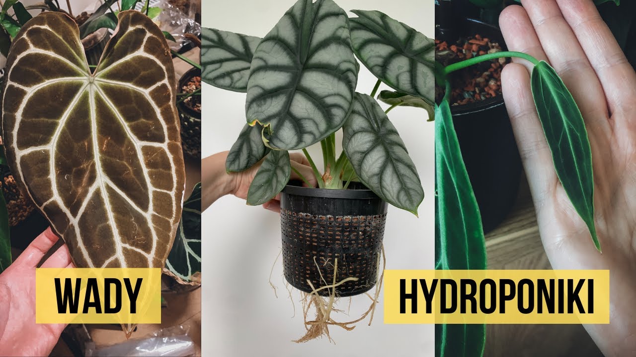 Wady hydroponiki oraz wstydliwe odkrycie w korzeniach Syngonium