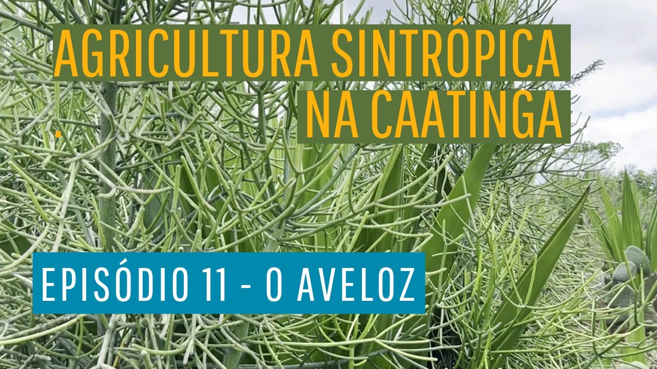 Agricultura sintrópica na Caatinga. Episódio 11 - O Aveloz.