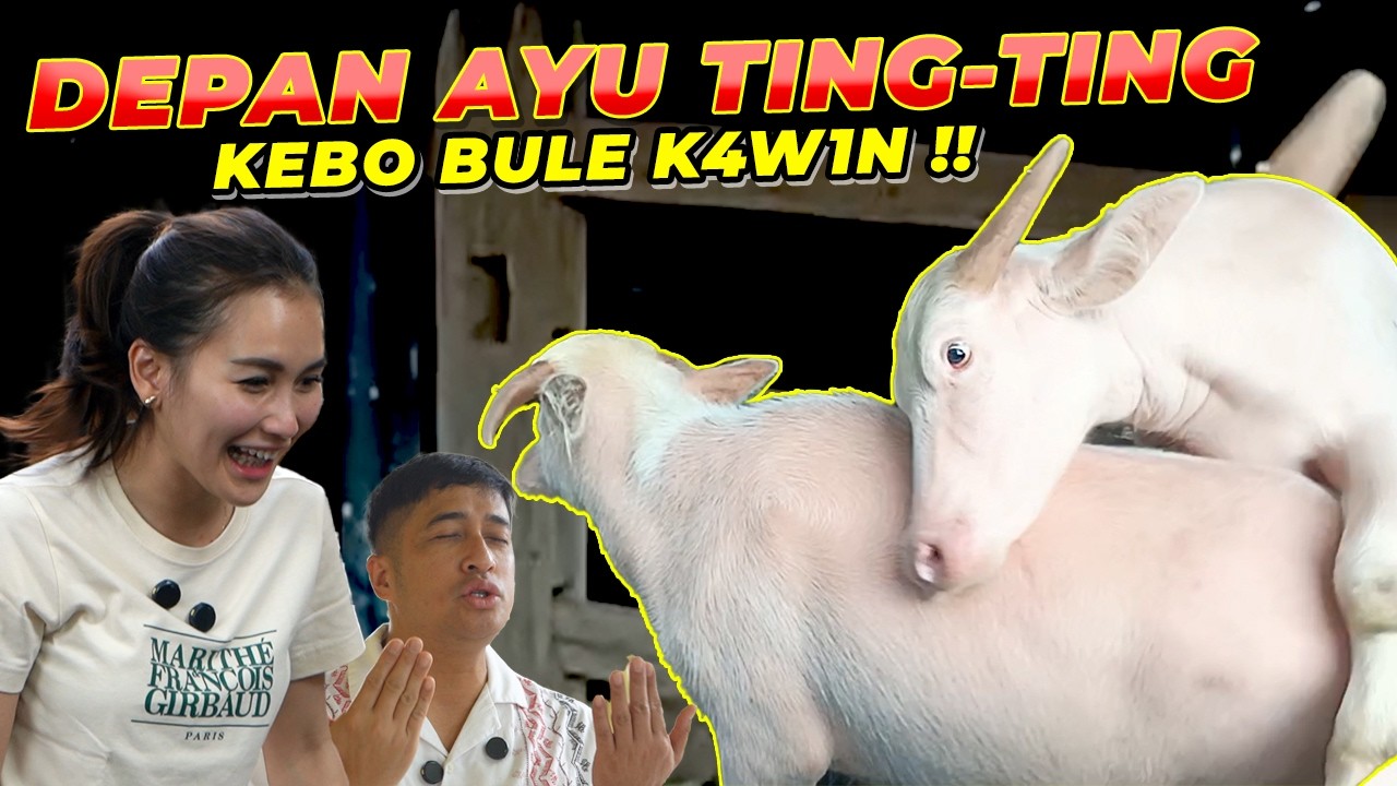 DEPAN AYU TING-TING.. KEBO BULE K4W1N !!!!