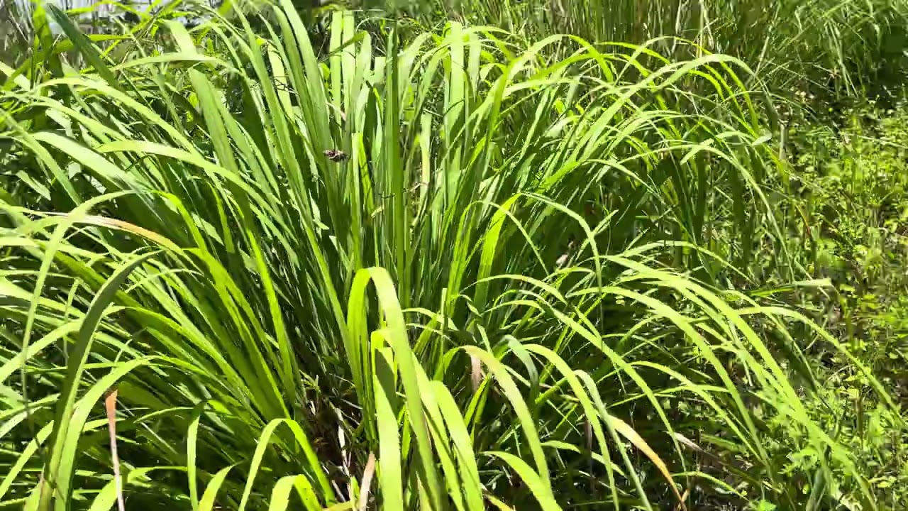 Gia tăng sinh khối , giải pháp cho mùa khô - Mô hình vườn rừng