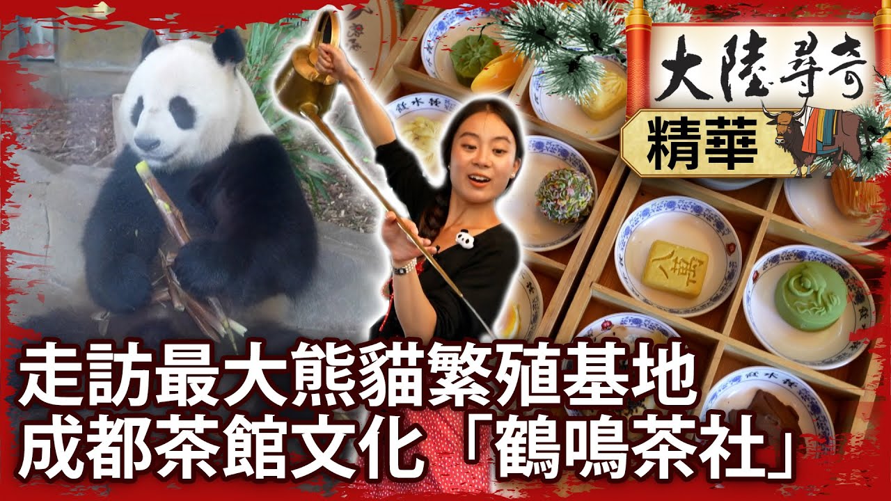 走訪最大熊貓繁殖基地　成都茶館文化「鶴鳴茶社」【@大陸尋奇EP2022】