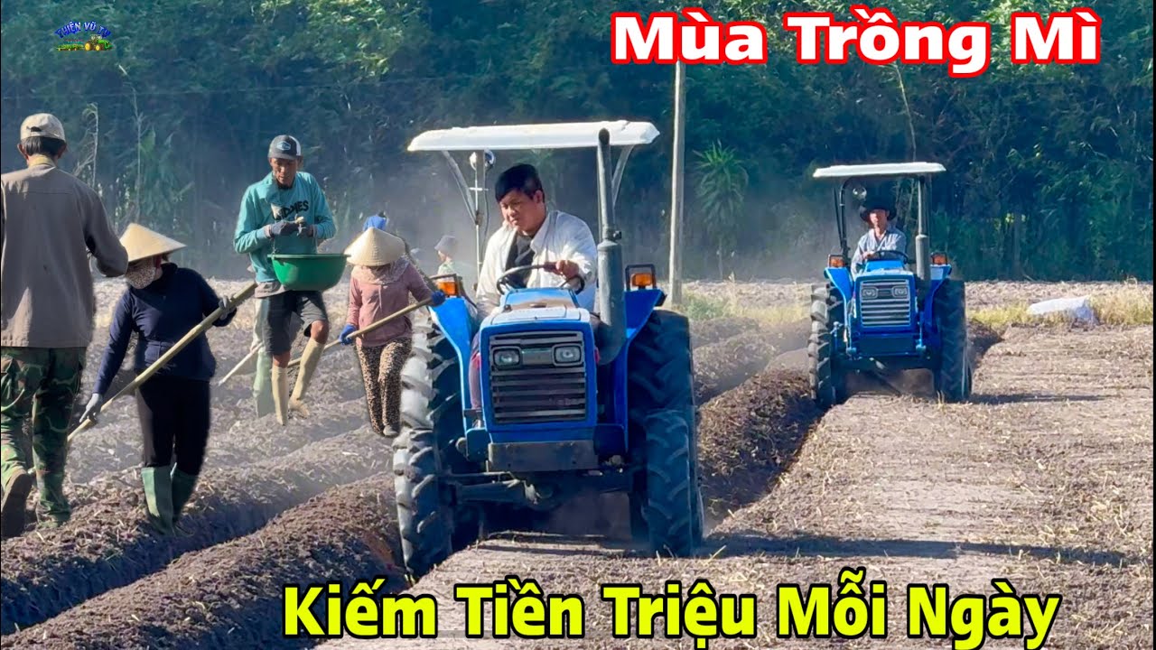 Vô mùa công đi trồng mì kiếm tiền triệu mỗi ngày ở tây ninh