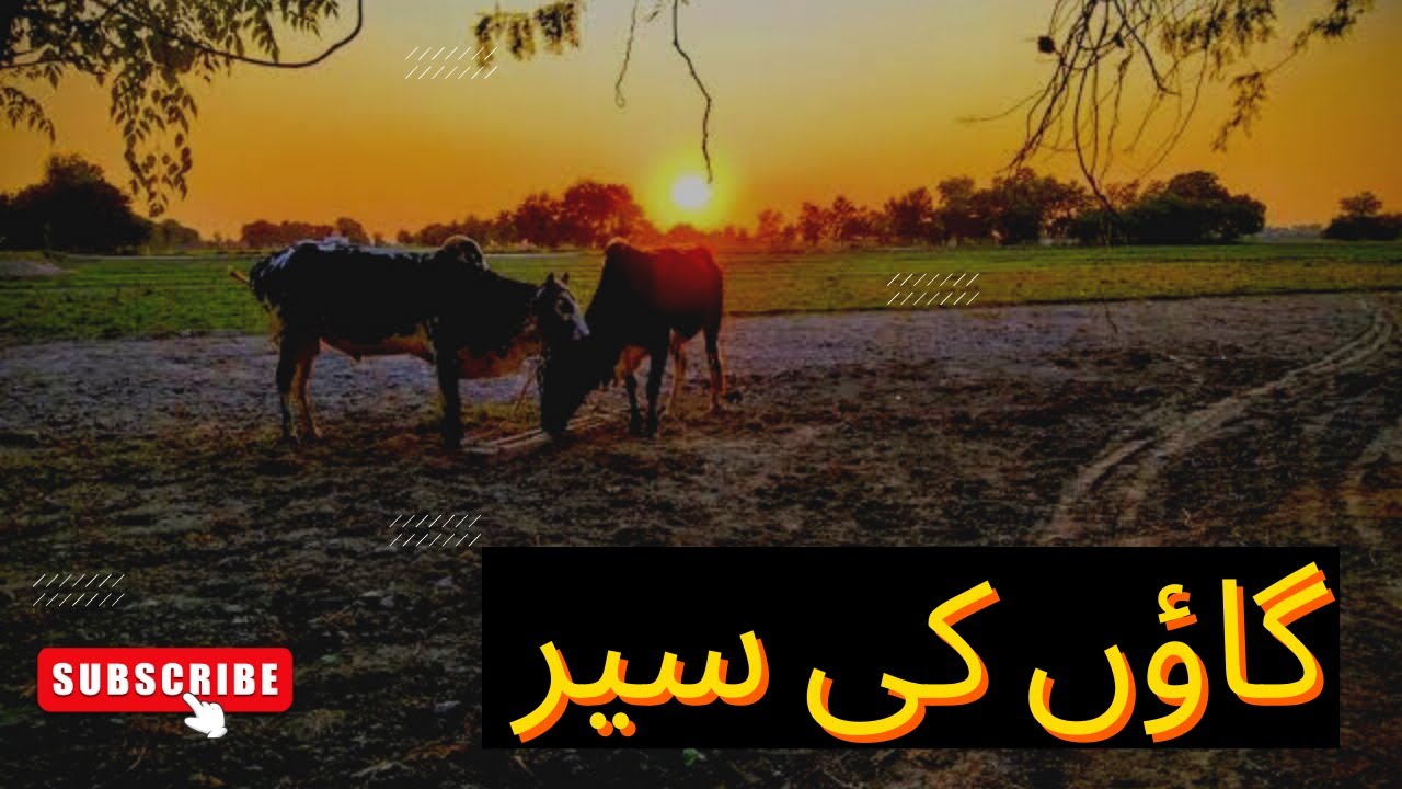 Daily vlog | Daily lifestyle | village vlog | village life | village | Pakistan village | Vlog | 14