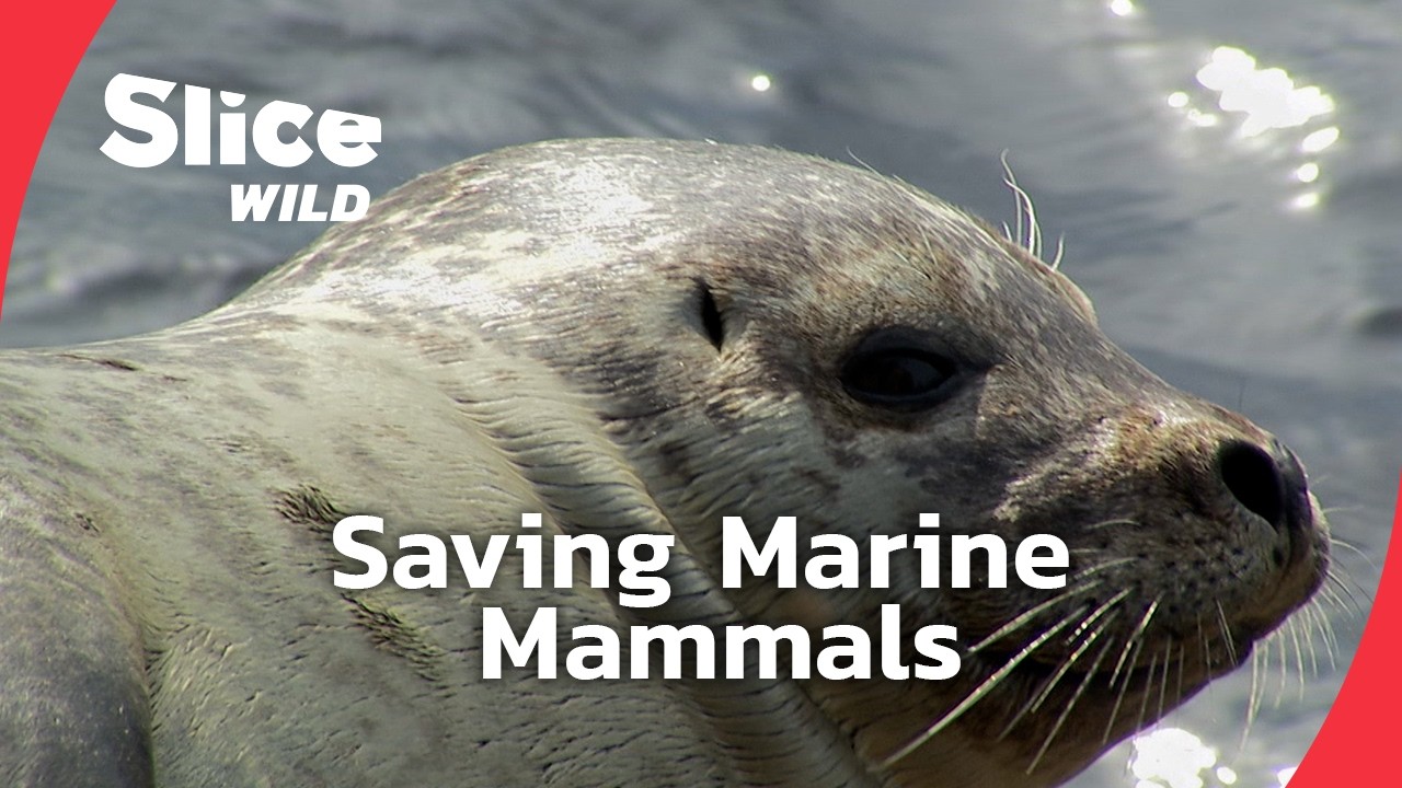 Protecting Marine Life: The Impact of Tourism | SLICE WILD | FULL DOC