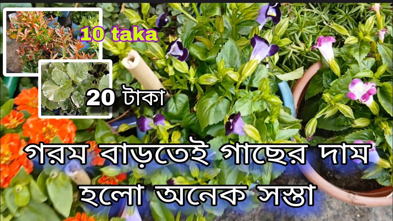 একটু গরম পড়তেই গাছের দাম হল একদম সস্তা// Gallif Street Market// GlowingWorld 🪴❤️