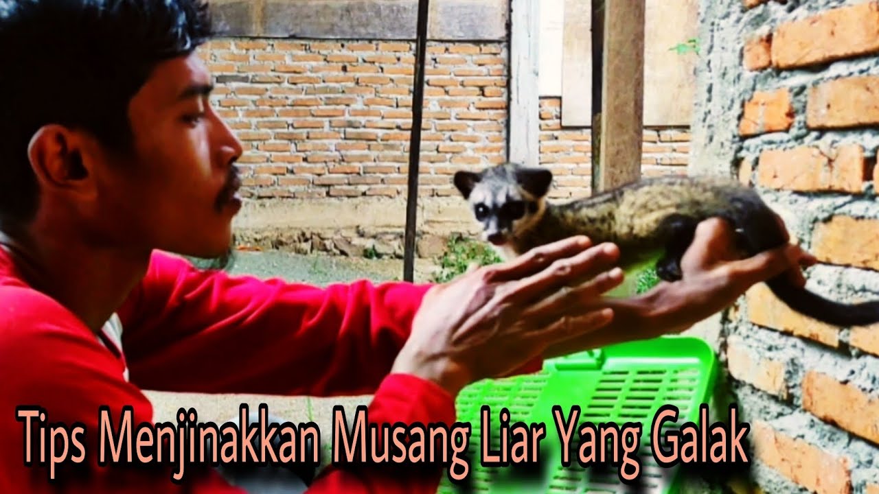 CARA MENJINAKKAN MUSANG PANDAN GALAK HASIL TANGKAPAN LIAR & CARA MEMELIHARA MUSANG PANDAN AGAR JINAK