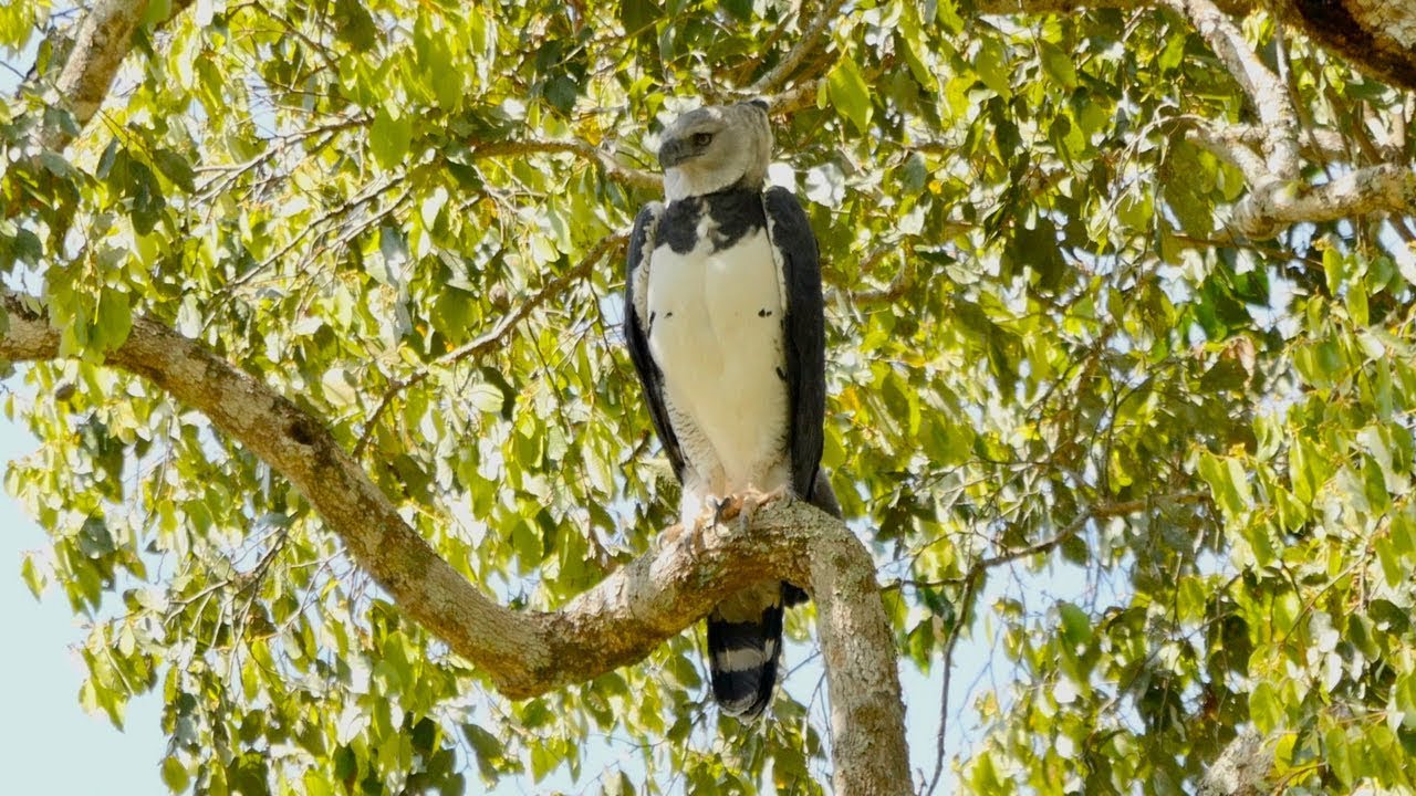 Brazil 2015 - Birding at Serra das Araras