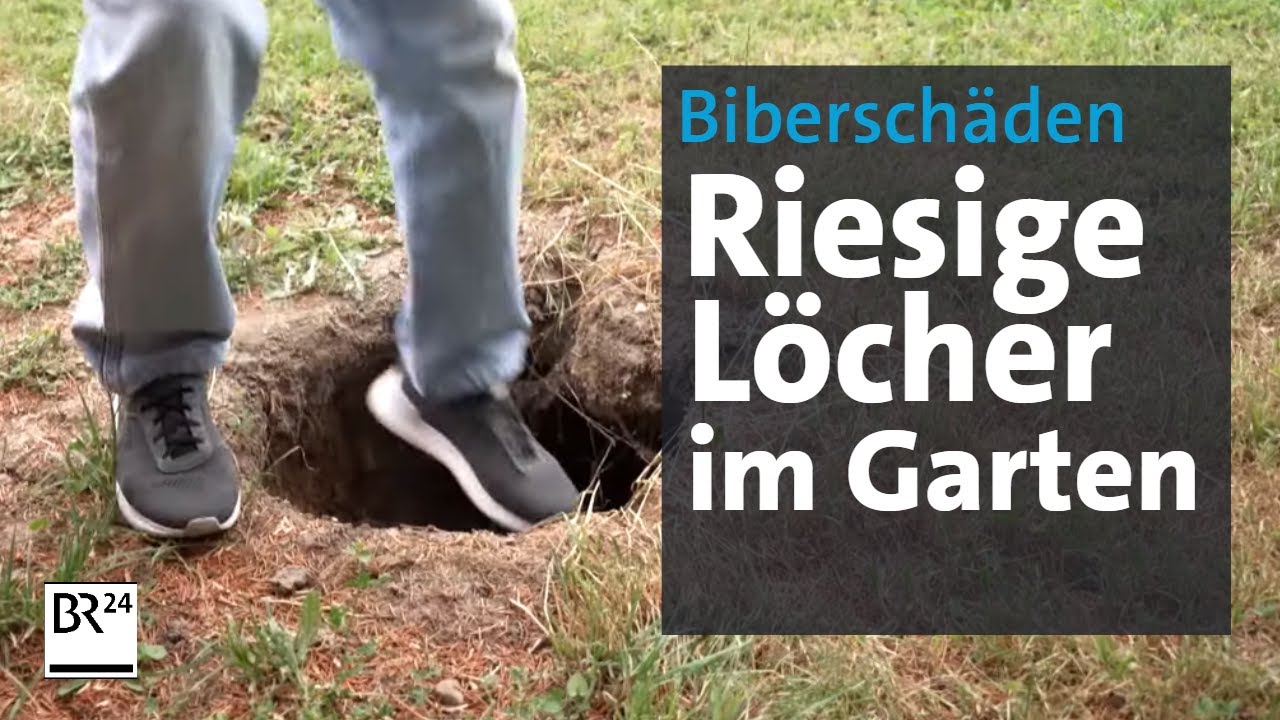 Wenn der Biber den Besitz untergräbt - was tun? | Abendschau | BR24