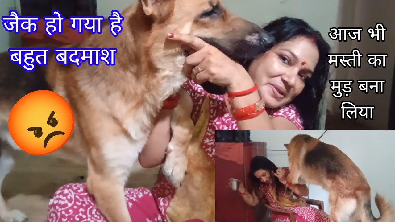 अब बहुत हो गया😡 जैक घर पर नही रहेगा अब उसे dog हॉस्टल भेजना है#dog#jackiethegsdmemohinidogexercise