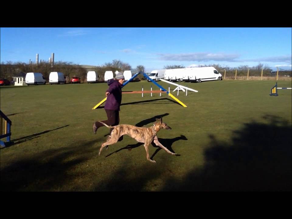 Galgos doing agility to make you grin!