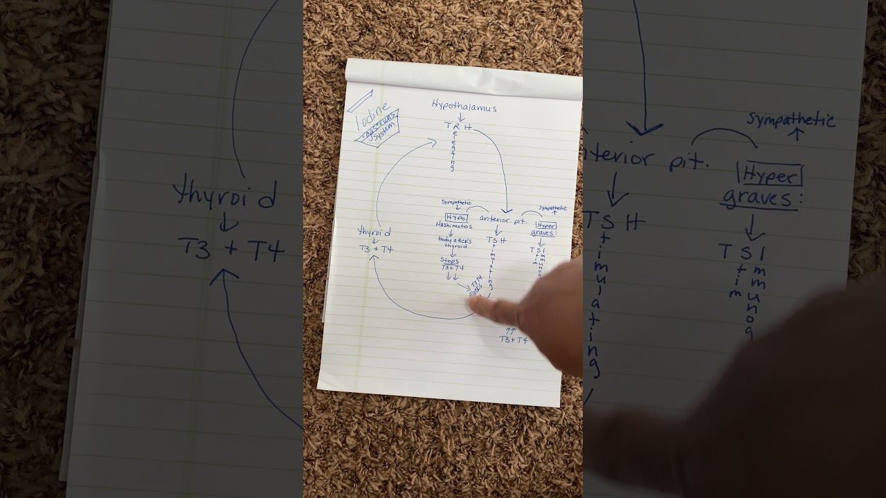 Thyroid Negative Feedback Loop