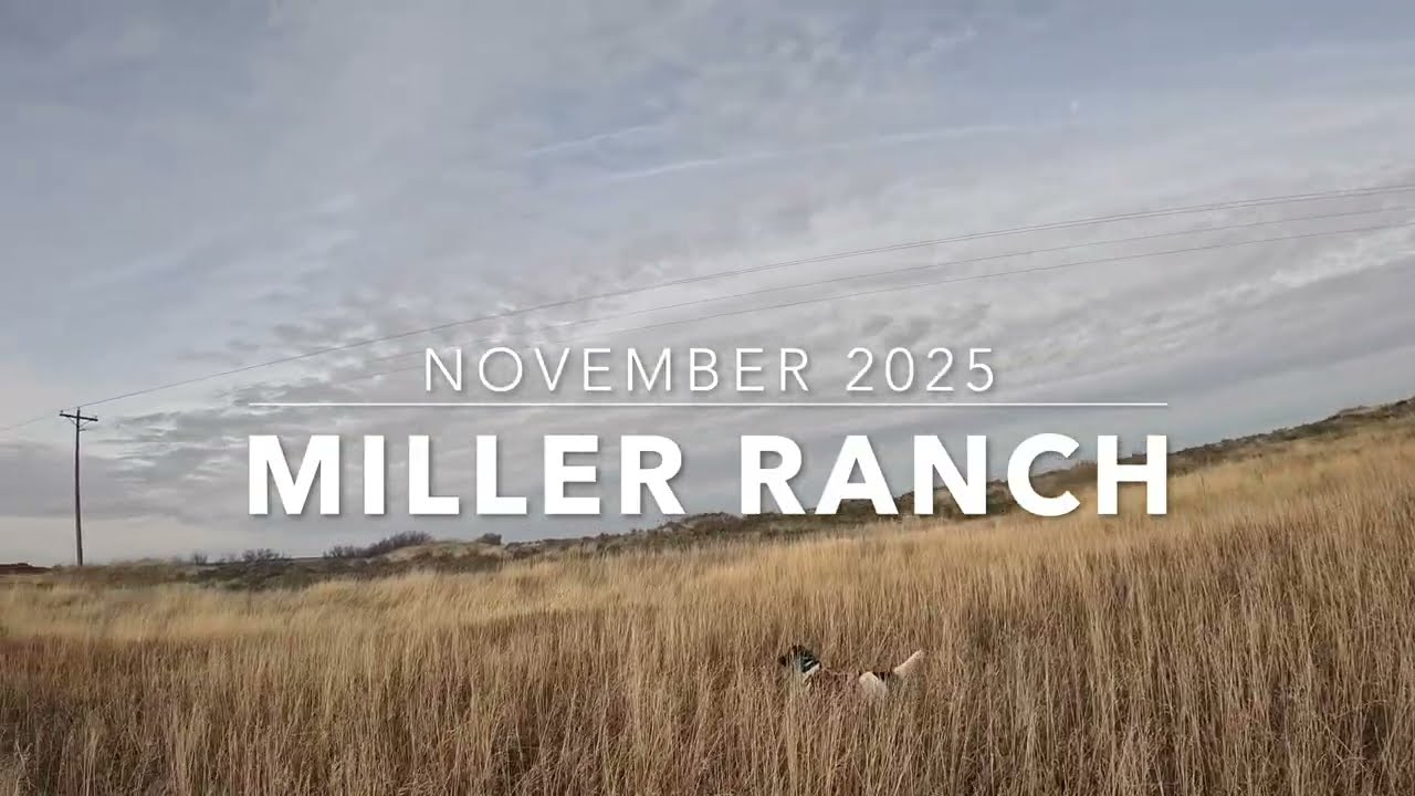 Pheasant & Chukar Hunting at Miller Ranch,  November 2025 | Small Munsterlander