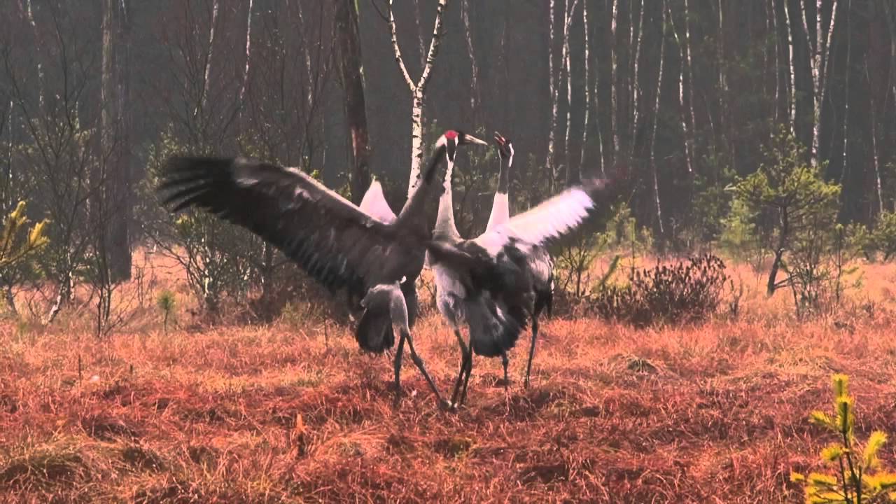 Walka i Taniec Żurawi / Gody Żurawi