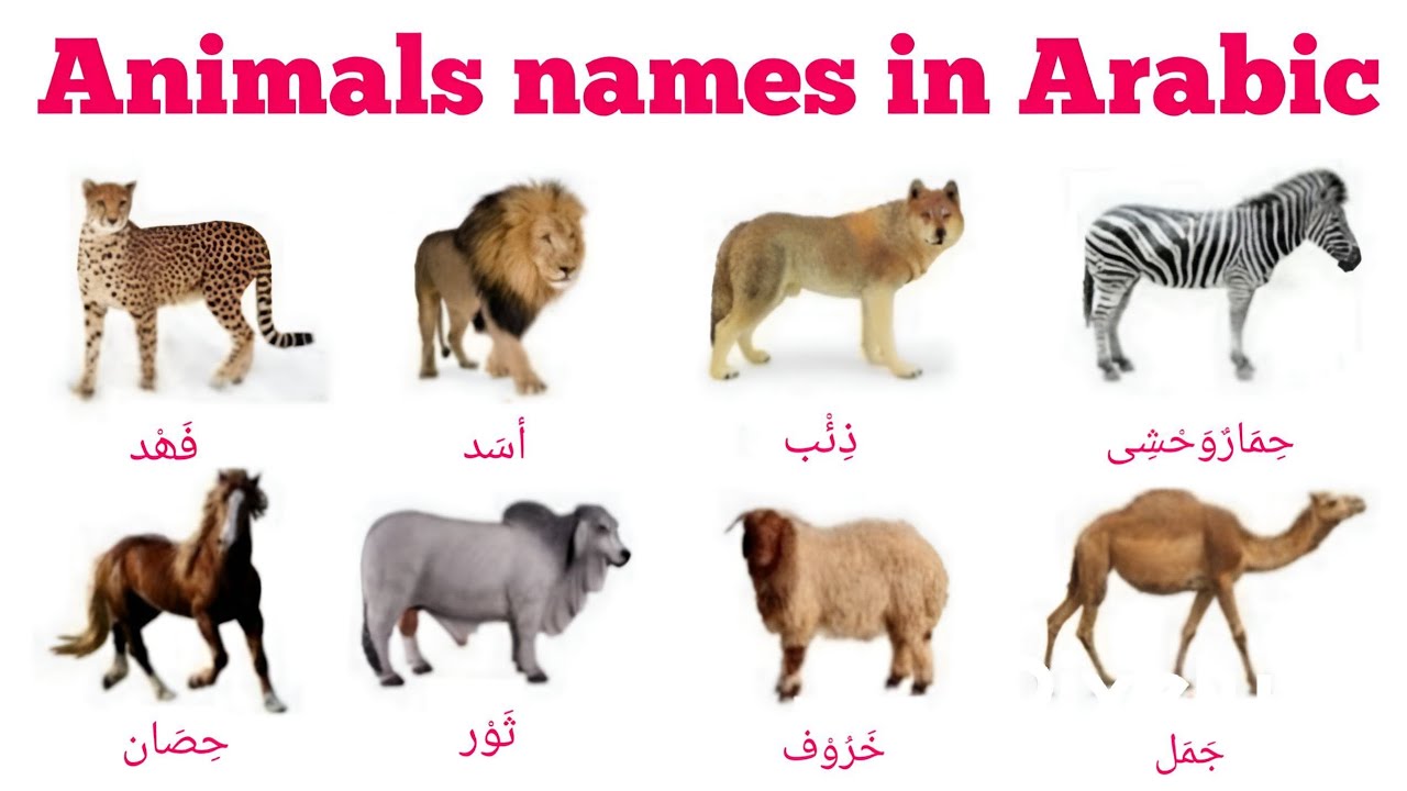 Animals names in Arabic || Arabic mein janwaro ke names || Asma ul hayawanaat || أسماءالحیوانات ||